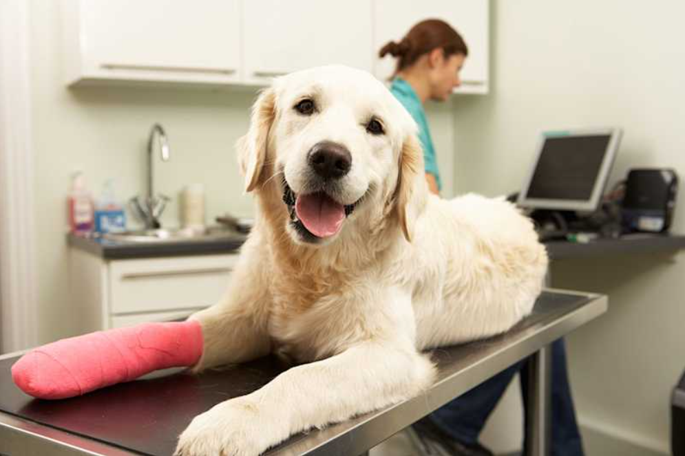 The Best Pet Insurance Plans for Multi-Pet Households